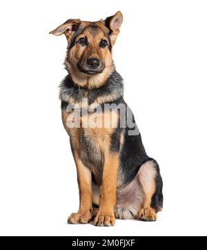 Chiot de quatre mois berger allemand portant un collier, isolé sur blanc Banque D'Images