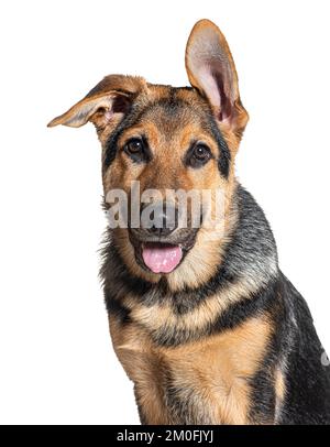 Chiot allemand de quatre mois berger, isolé sur blanc Banque D'Images