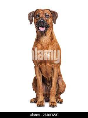 Chien en position assise de ridbacback de Rhodésie, isolé sur blanc Banque D'Images