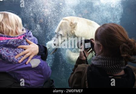 L'ouverture officielle de l'anneau arctique du zoo de Copenhague. L'installation est un cadeau de l'AP MÃ¸ller et de la Fondation Chastine Mc-Kinney MÃ¸ller à des fins générales. (Dresling Jens / POLFOTO) Banque D'Images