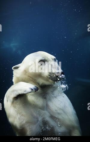 L'ouverture officielle de l'anneau arctique du zoo de Copenhague. L'installation est un cadeau de l'AP MÃ¸ller et de la Fondation Chastine Mc-Kinney MÃ¸ller à des fins générales. (Ditte Valente / POLFOTO) Banque D'Images