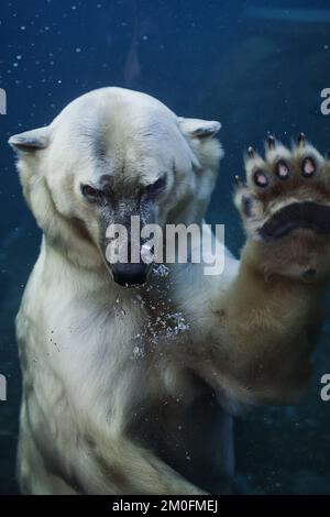 L'ouverture officielle de l'anneau arctique du zoo de Copenhague. L'installation est un cadeau de l'AP MÃ¸ller et de la Fondation Chastine Mc-Kinney MÃ¸ller à des fins générales. (Ditte Valente / POLFOTO) Banque D'Images