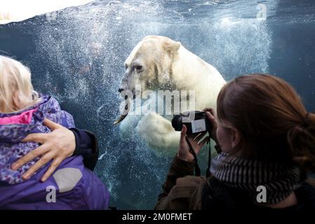 L'ouverture officielle de l'anneau arctique du zoo de Copenhague. L'installation est un cadeau de l'AP MÃ¸ller et de la Fondation Chastine Mc-Kinney MÃ¸ller à des fins générales. (Dresling Jens / POLFOTO) Banque D'Images