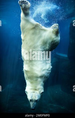 L'ouverture officielle de l'anneau arctique du zoo de Copenhague. L'installation est un cadeau de l'AP MÃ¸ller et de la Fondation Chastine Mc-Kinney MÃ¸ller à des fins générales. (Ditte Valente / POLFOTO) Banque D'Images