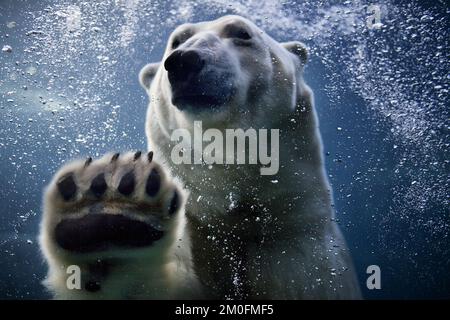 L'ouverture officielle de l'anneau arctique du zoo de Copenhague. L'installation est un cadeau de l'AP MÃ¸ller et de la Fondation Chastine Mc-Kinney MÃ¸ller à des fins générales. (Ditte Valente / POLFOTO) Banque D'Images