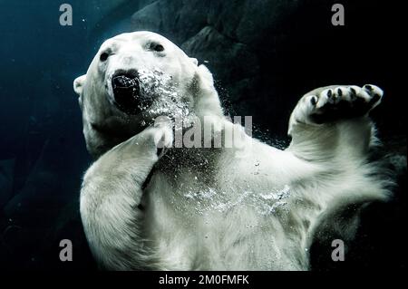 L'ouverture officielle de l'anneau arctique du zoo de Copenhague. L'installation est un cadeau de l'AP MÃ¸ller et de la Fondation Chastine Mc-Kinney MÃ¸ller à des fins générales. (Jesper Mortensen / POLFOTO) Banque D'Images