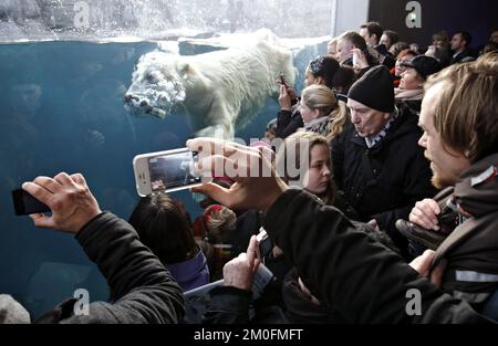 L'ouverture officielle de l'anneau arctique du zoo de Copenhague. L'installation est un cadeau de l'AP MÃ¸ller et de la Fondation Chastine Mc-Kinney MÃ¸ller à des fins générales. (Dresling Jens / POLFOTO) Banque D'Images