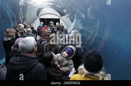 L'ouverture officielle de l'anneau arctique du zoo de Copenhague. L'installation est un cadeau de l'AP MÃ¸ller et de la Fondation Chastine Mc-Kinney MÃ¸ller à des fins générales. (Dresling Jens / POLFOTO) Banque D'Images