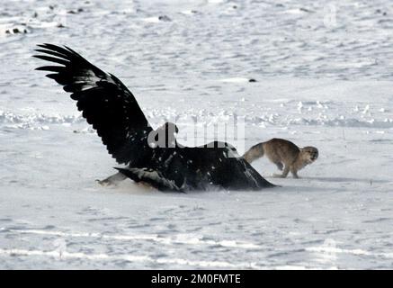 Kazakstan 2002. Les derniers chasseurs d'aigle au monde. Au Kazakstan, un homme est un homme quand il peut monter à cheval et chasser avec un aigle. Ils l'ont fait de la même façon depuis 4000 ans. Ici, elle est à quelques secondes d'attraper un renard. Banque D'Images