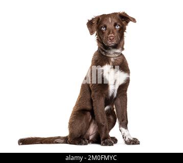 Chiot brun berger australien bleu avec collier, isolé sur blanc Banque D'Images