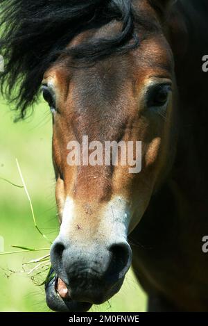 Dix poneys Exmoor ont été libérés par l'agence danoise de la nature et de la forêt. Ils vont passer l'été à l'extérieur pour devenir des chevaux sauvages. Il y a deux raisons pour ce projet : en faire une attraction touristique, et deuxièmement, pour rendre la nature et la belle région plus dynamiques. Banque D'Images