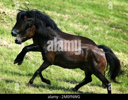 Dix poneys Exmoor ont été libérés par l'agence danoise de la nature et de la forêt. Ils vont passer l'été à l'extérieur pour devenir des chevaux sauvages. Il y a deux raisons pour ce projet : en faire une attraction touristique, et deuxièmement, pour rendre la nature et la belle région plus dynamiques. Banque D'Images