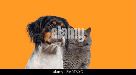 Photo de la tête du chat et du chien en regardant ensemble sur fond orange Banque D'Images