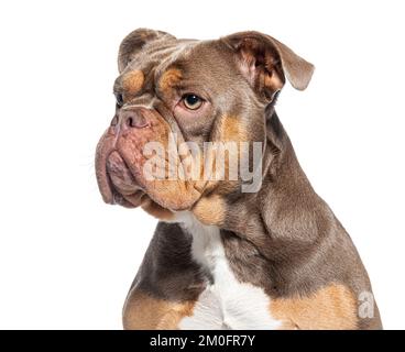 Photo d'un Bully américain, isolé sur blanc Banque D'Images