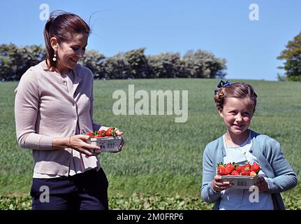 Dans le cadre du baptême du nouveau ferry de Samsoe par la princesse Marie et la princesse Isabella , les deux princesses visitant le producteur de fraises Aage Madsen à Sille Bale . Voici Mary et Isabella au travail cueillant des fraises dans le champ où la saison vient de commencer. Les fraises ont goûté vraiment bon pourrait Isabella trouver et la princesse de couronne Mary a pensé que Isabella peut être en mesure d'obtenir un emploi d'été sur l'île quand elle était un peu plus âgé. La princesse de la Couronne Mary et la princesse Isabella étaient des experts pour cueillir des fraises sur l'île. ( Jens Baltic - Mortensen / POLFOTO ) Banque D'Images
