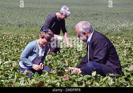 Dans le cadre du baptême du nouveau ferry de Samsoe par la princesse Marie et la princesse Isabella , les deux princesses visitant le producteur de fraises Aage Madsen à Sille Bale . Voici Mary et Isabella au travail cueillant des fraises dans le champ où la saison vient de commencer. Les fraises ont goûté vraiment bon pourrait Isabella trouver et la princesse de couronne Mary a pensé que Isabella peut être en mesure d'obtenir un emploi d'été sur l'île quand elle était un peu plus âgé. La princesse de la Couronne Mary et la princesse Isabella étaient des experts pour cueillir des fraises sur l'île. ( Jens Baltic - Mortensen / POLFOTO ) Banque D'Images