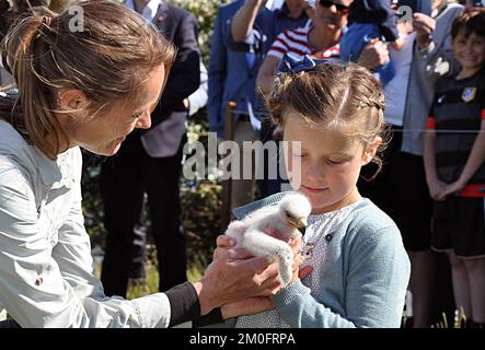 Dans le cadre de la princesse Isabelle samedi nommé Samsoe ferry m / f princesse Isabella, a été Kronrpinsesse Mary et la princesse Isabella également visité sur l'île nature , où le garde Bjarne Manstrup a tourné autour et a cherché à se promener dans le fjord de Stauns avec les royals. Ainsi la princesse a également l'occasion de saluer certains des oiseaux à l'île Falk Centre et a été particulièrement la princesse Isabella enchantée de tenir un grand aigle et de saluer un hibou nouvellement éclos jeune et pas moins d'agir comme le falkone . Ici, le soldat Isabella a récemment éclos de jeunes aigles , qui vient d'être nommé Isabella . La falconer lef Banque D'Images