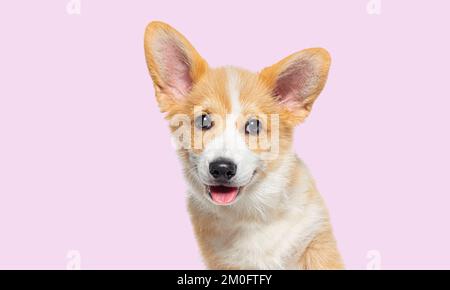 Photo d'un chiot galloisant Corgi Pembroke, âgé de 14 semaines, sur fond rose Banque D'Images