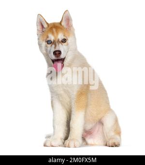 Rouge Puppy Husky, âgé de trois mois, assis et panant la bouche ouverte, isolée sur du blanc Banque D'Images