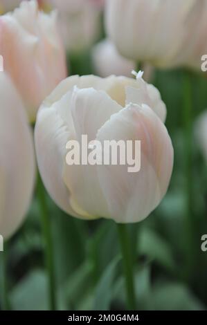 Blanc et rose Darwin tulipes hybrides (Tulipa) Apricot Pride fleurir dans un jardin en avril Banque D'Images