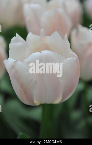 Blanc et rose Darwin tulipes hybrides (Tulipa) Apricot Pride fleurir dans un jardin en avril Banque D'Images