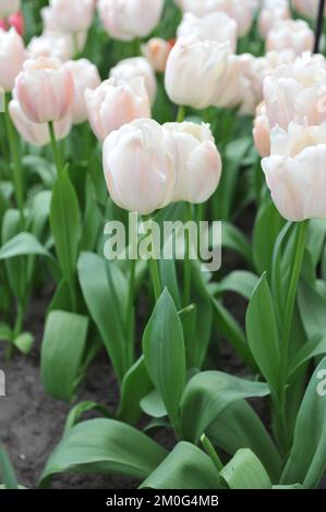 Blanc et rose Darwin tulipes hybrides (Tulipa) Apricot Pride fleurir dans un jardin en avril Banque D'Images