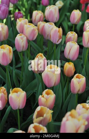 Rose, blanc et jaune Darwin tulipes hybrides (Tulipa) Coral Pride fleurissent dans un jardin en avril Banque D'Images