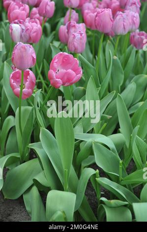 Rose Darwin tulipes hybrides (Tulipa) Purple Pride fleurissent dans un jardin en avril Banque D'Images