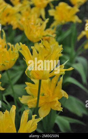 Tulipes jaunes à fleurs de nénuphars (Tulipa) araignée jaune fleurissent dans un jardin en avril Banque D'Images