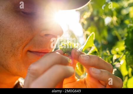 Fermier testant la qualité de la récolte mûre de houblon sentant et touchant les ombelles en Bavière Allemagne. Banque D'Images