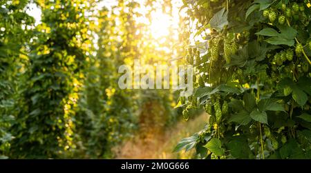 Agriculteur femme vérifiant la qualité de cette année récolte de houblon dans le champ, en Bavière Allemagne. Banque D'Images