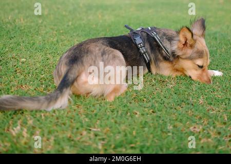 Le chien de berger allemand multicolore se pose sur l'herbe, la tête et les yeux vers le bas, en regardant triste. Animal de taille moyenne avec harnais. Fourrure d'animal noire, brune et blanche. Banque D'Images