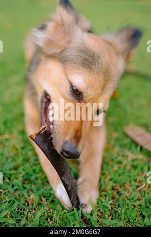 Le chien de berger allemand multicolore maintient la plante flamboyant entre les pattes et les ragoûts, les oreilles mouffeuses vers le haut. Animal de taille moyenne sur l'herbe. Arrière-plan vertical. Banque D'Images