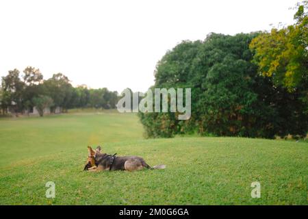 Chien de berger allemand multicolore sur une colline en plein air. Un animal de taille moyenne avec harnais repose sur l'herbe, dans un parc. Arrière-plan horizontal et espace de copie. Banque D'Images