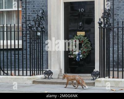 Downing Street, Londres, Royaume-Uni. 6th décembre 2022. Un renard urbain nommé Downing Street. Credit: Uwe Deffner/Alay Live News Banque D'Images