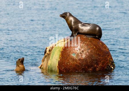 Deux otaries de Californie (Zalophus californianus) dans un conflit territorial au sujet d'une grande bouée d'amarrage dans le port de la Californie de Monterey. Banque D'Images