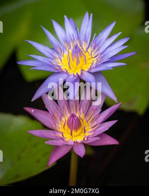 Vue rapprochée des fleurs de nénuphars tropicales rose vif et bleu violet qui fleurissent sur fond naturel Banque D'Images