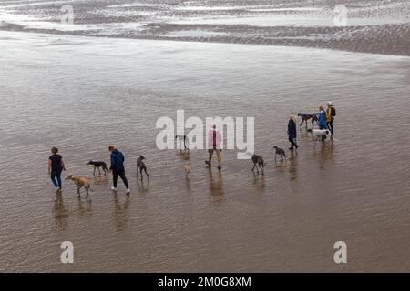 Marcheurs pour chiens avec des chiens marchant le long de la plage à marée basse à Weston Super Mare, Somerset Royaume-Uni en octobre Banque D'Images