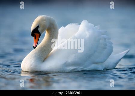 Un beau cygne muet adopte une position régale avec sa tête badée et ses plumes vers le haut dans la menace ou la posture d'affichage. Banque D'Images