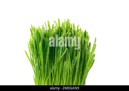 Herbe verte sur fond blanc isolé. Nourriture végétarienne, pousses, herbe pour chats. Avoine, orge , chlorophylle. Nourriture végétarienne, pousses, herbe pour chats. Vue avant. Banque D'Images