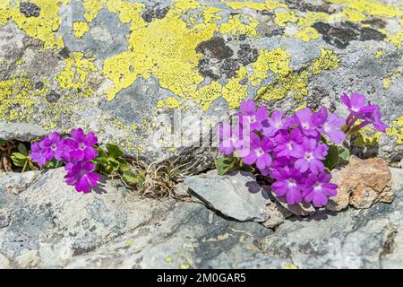 fleurs de primula hirsuta, vallée de la samboula, italie Banque D'Images