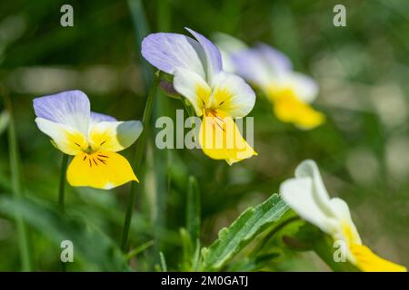 fleurs de viola tricolor, carona, italie Banque D'Images