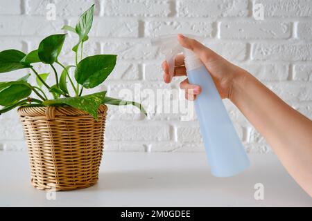 Les mains des femmes pulvérisent une plante de maison Epipremnum à partir d'un pulvérisateur, gros plan Banque D'Images