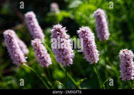 Fleurs roses d'été de Persicaria bistorta 'Superba' dans le jardin du Royaume-Uni en juin Banque D'Images