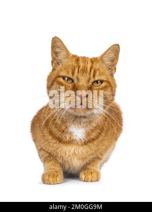 Beau chat de maison senior au gingembre masculin, allongé face à l'avant. En regardant vers l'appareil photo. Isolé sur un fond blanc. Banque D'Images