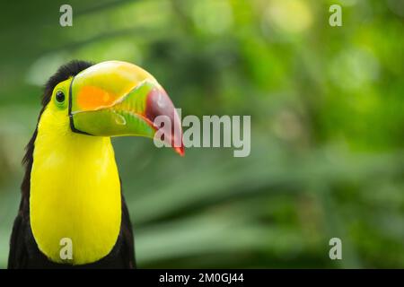 Le toucan à bec de quille, le toucan à bec de quille (Ramphastos sulfuratus), également connu sous le nom de toucan à bec de soufre ou de toucan à bec arc-en-ciel, est un latin coloré Banque D'Images