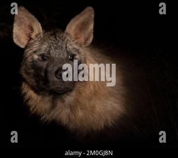 Un gros plan d'une Hyena brune avec des oreilles pointues dans l'obscurité Banque D'Images