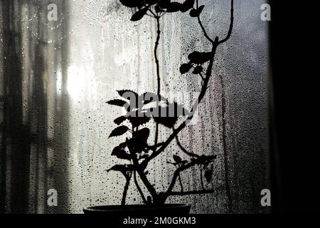 Berlin, Allemagne. 19th novembre 2022. La silhouette d'une plante en pot est silhouetée contre un panneau de fenêtre à fogted. Crédit : Viola Lopes/dpa/Alamy Live News Banque D'Images