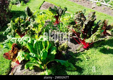 Gros plan de variétés variées de bettes dans un potager - John Gollop Banque D'Images