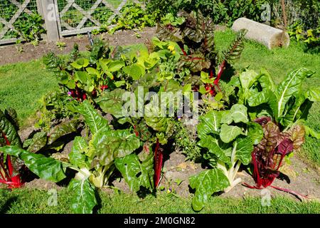 Gros plan de variétés variées de bettes dans un potager - John Gollop Banque D'Images